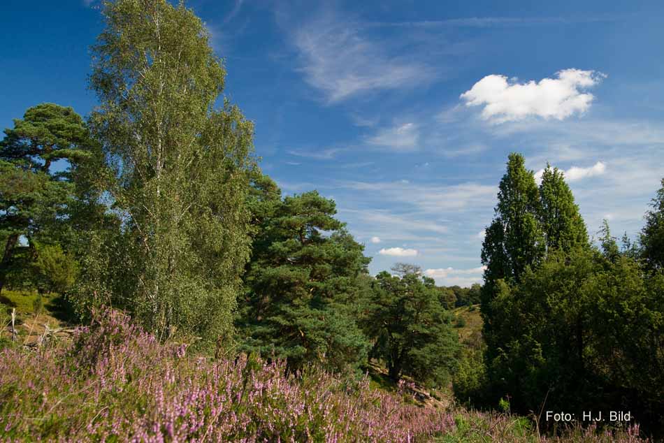 Lüneburger Heide rund um Wilsede