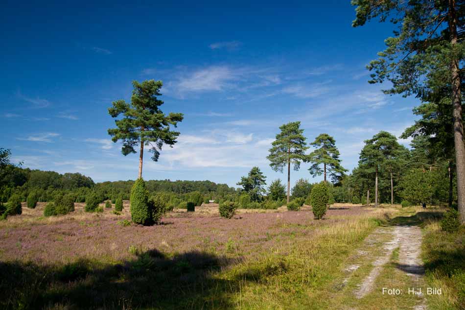 Lüneburger Heide rund um Wilsede