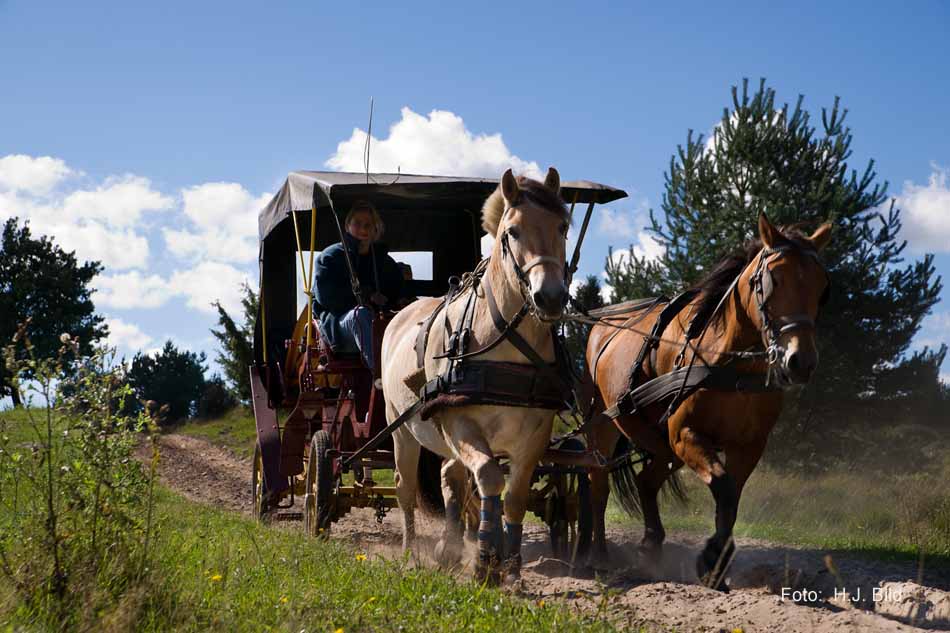 Lüneburger Heide rund um Wilsede