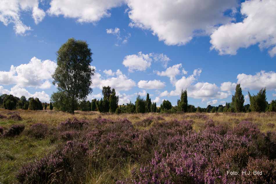 Lüneburger Heide rund um Wilsede