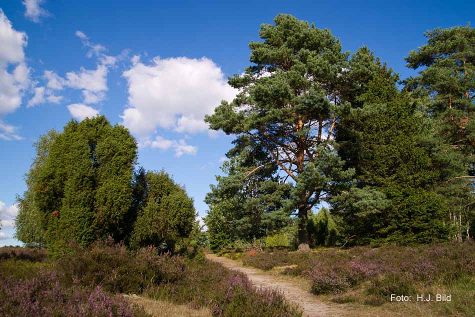 Lüneburger Heide rund um Wilsede