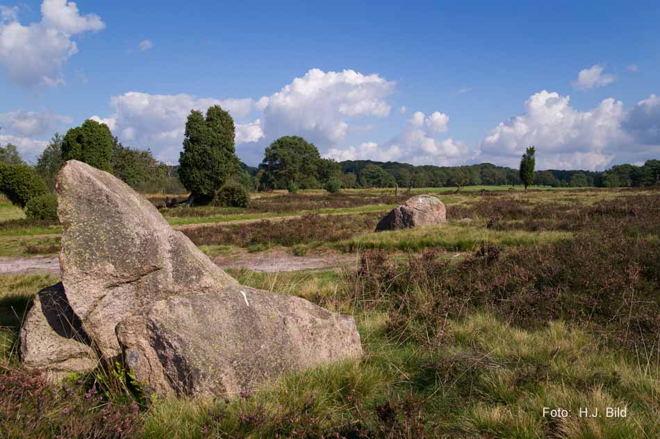 Heidelandschaft  rund um Wilsede