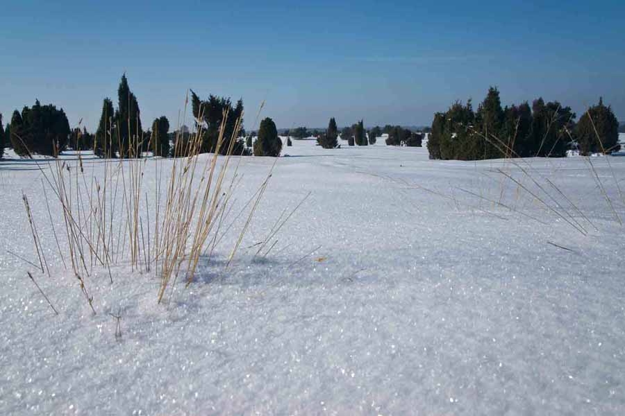Fotos von der Lüneburger Heide im Winter