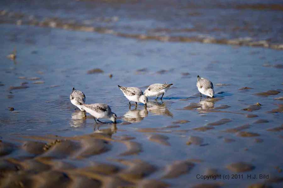 Cuxhavener Wattenmeer