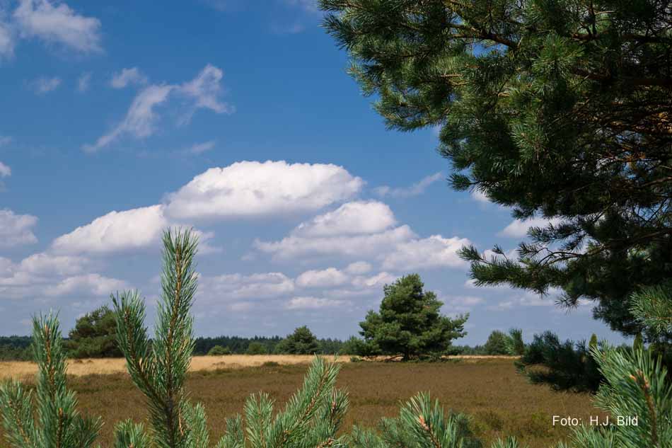 Lüneburger Heide rund um Wilsede