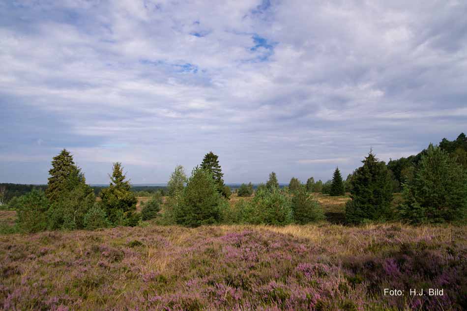 Lüneburger Heide rund um Wilsede
