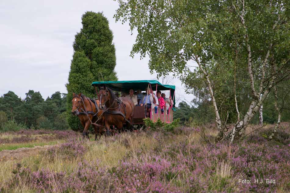 Lüneburger Heide rund um Wilsede