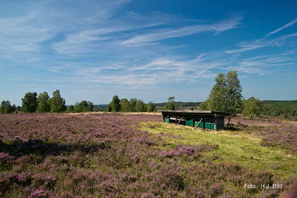 Lüneburger Heide rund um Wilsede