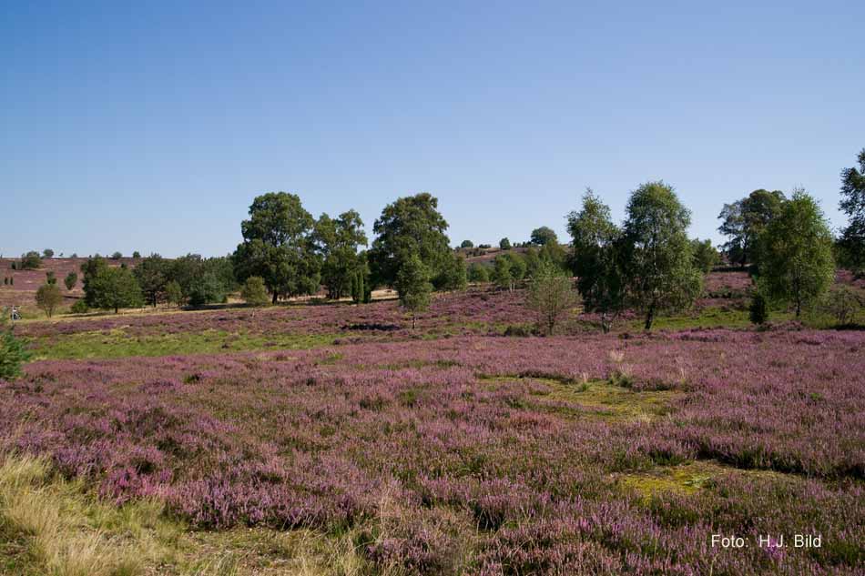 Lüneburger Heide rund um Wilsede