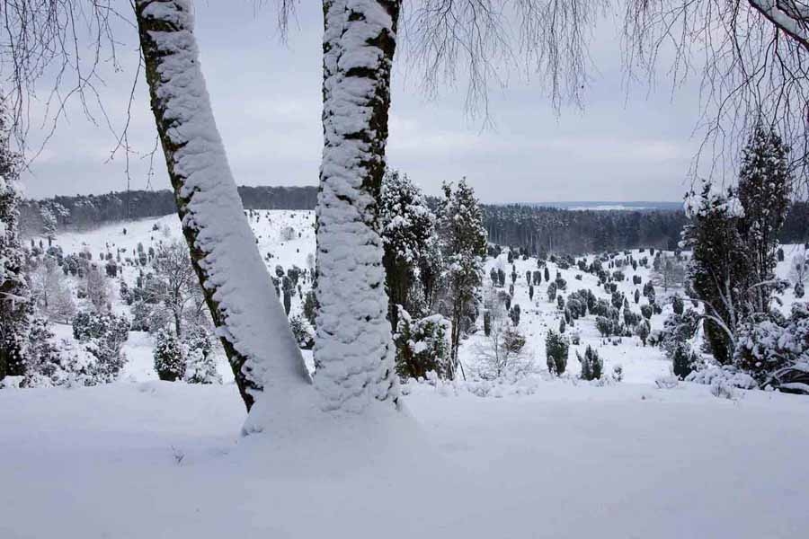 Fotografien von der Lüneburger Heide im Winter