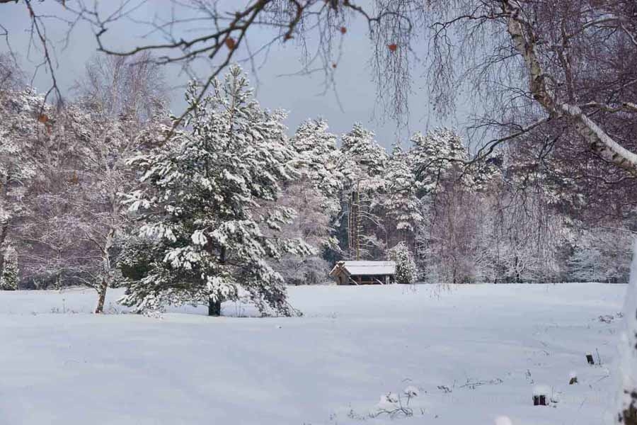 Fotos von der Lüneburger Heide im Winter