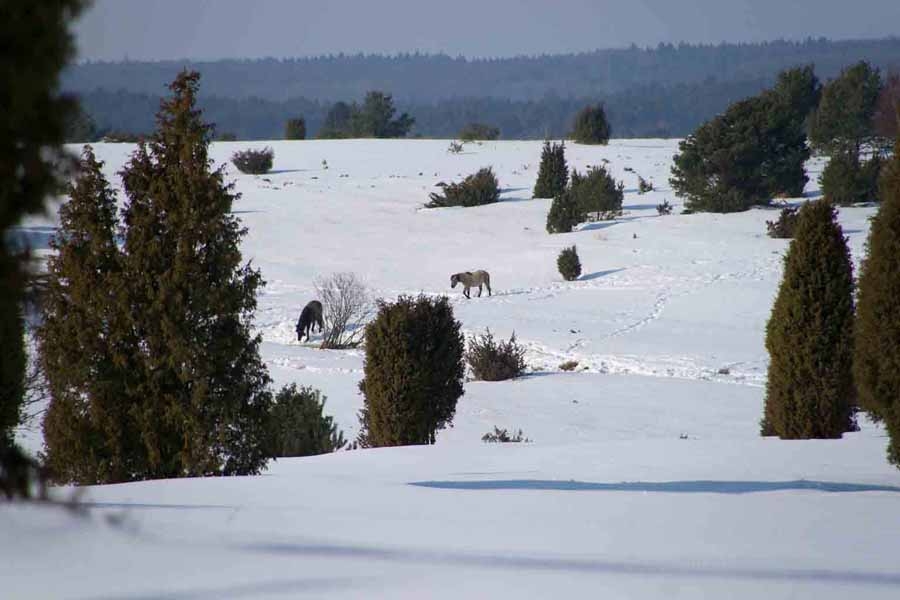 Fotos von der Lüneburger Heide im Winter