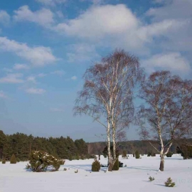 Fotos von der Lüneburger Heide im Winter