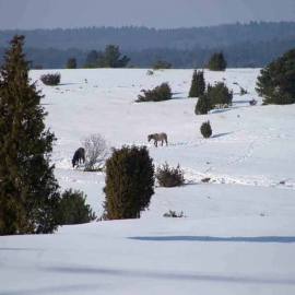 Fotos von der Lüneburger Heide im Winter