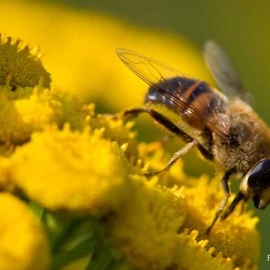 Welt der Bienen