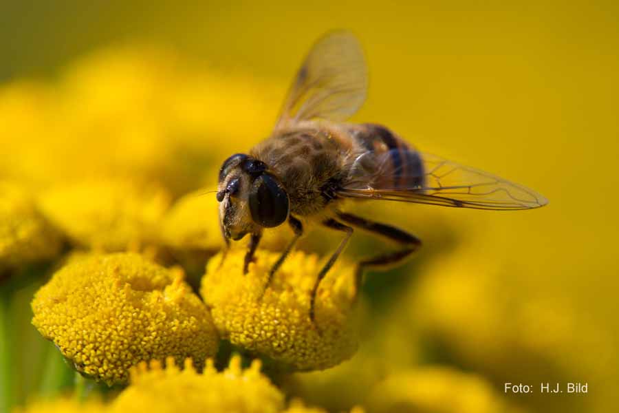 Welt der Bienen
