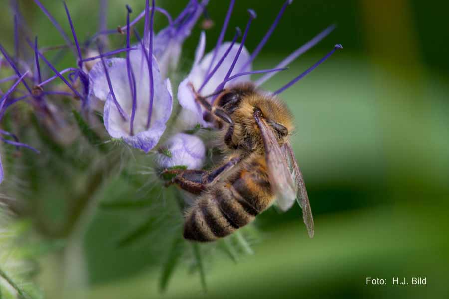 Blueten und Bienen