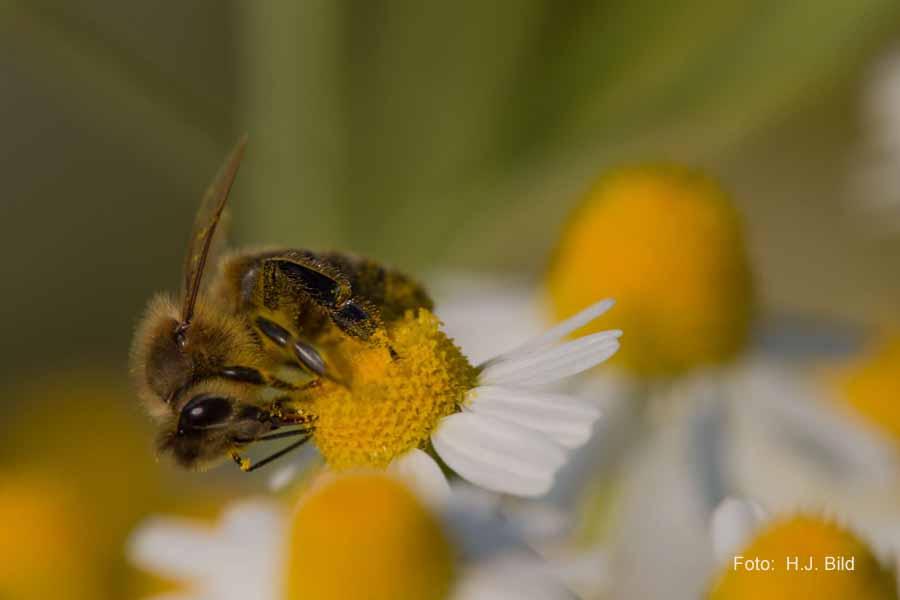 Blueten und Bienen