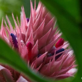 Blumen: Wunder der Natur