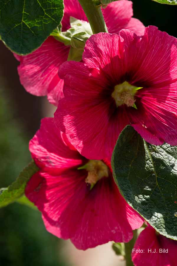 Blumen: Wunder der Natur