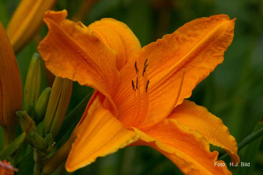 Blumen: Wunder der Natur