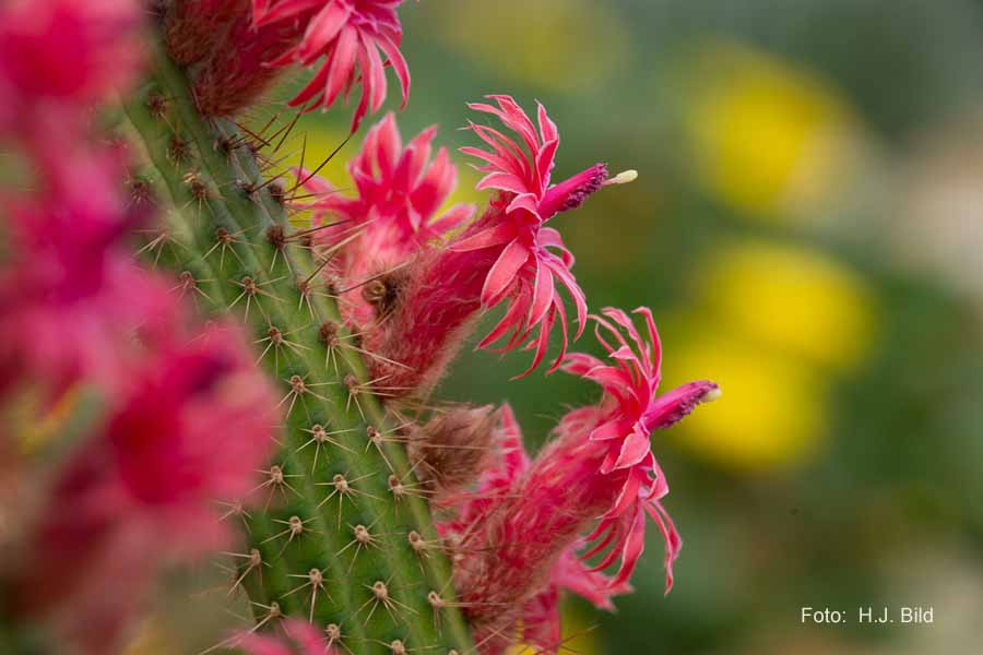 Blumen: Wunder der Natur