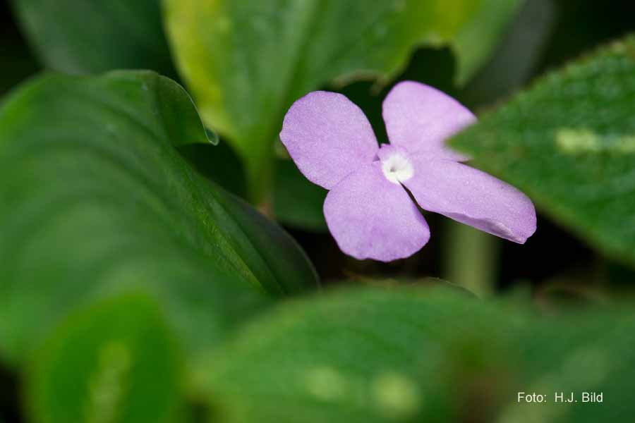 Blumen: Wunder der Natur