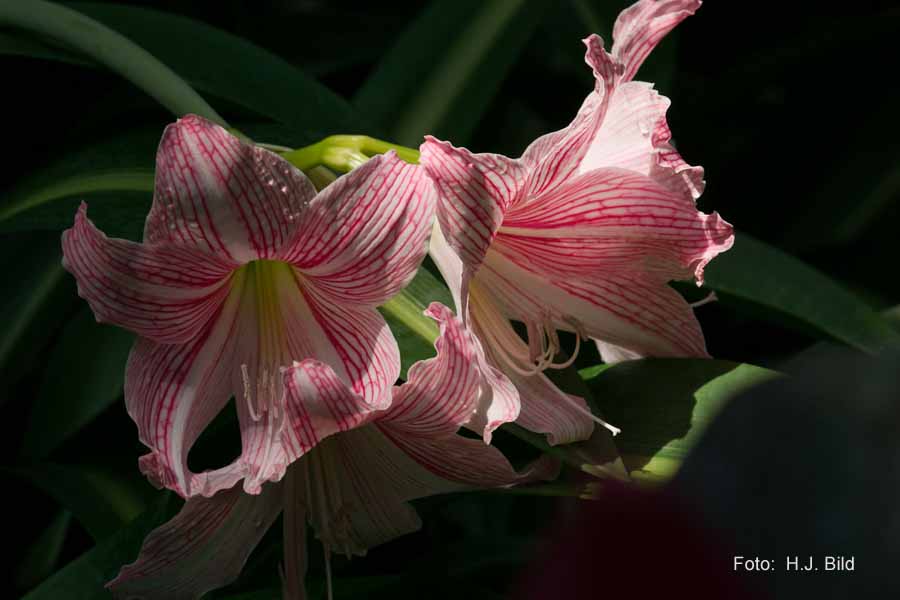 Blumen: Wunder der Natur