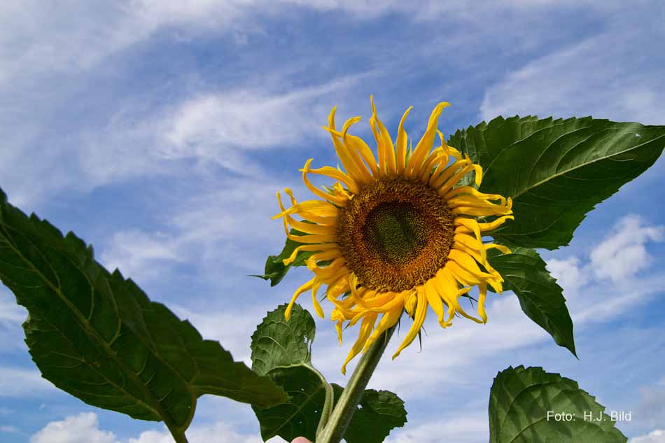 Schoenheiten der Natur