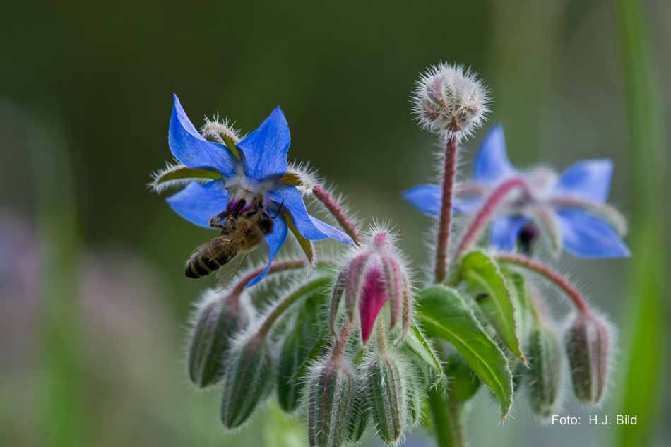 Schoenheiten der Natur