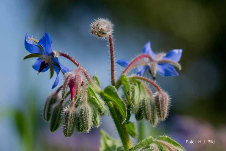 Schoenheiten der Natur