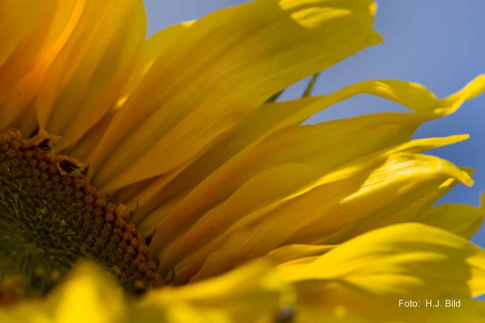 Schoenheiten der Natur