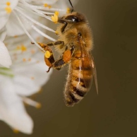 Bienen in Aktion