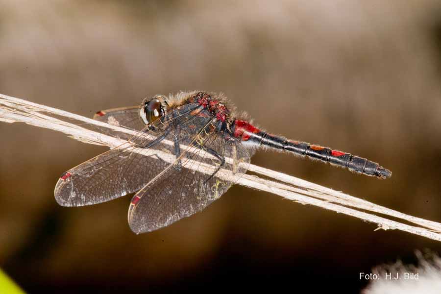 Libellen Makro-Fotografie