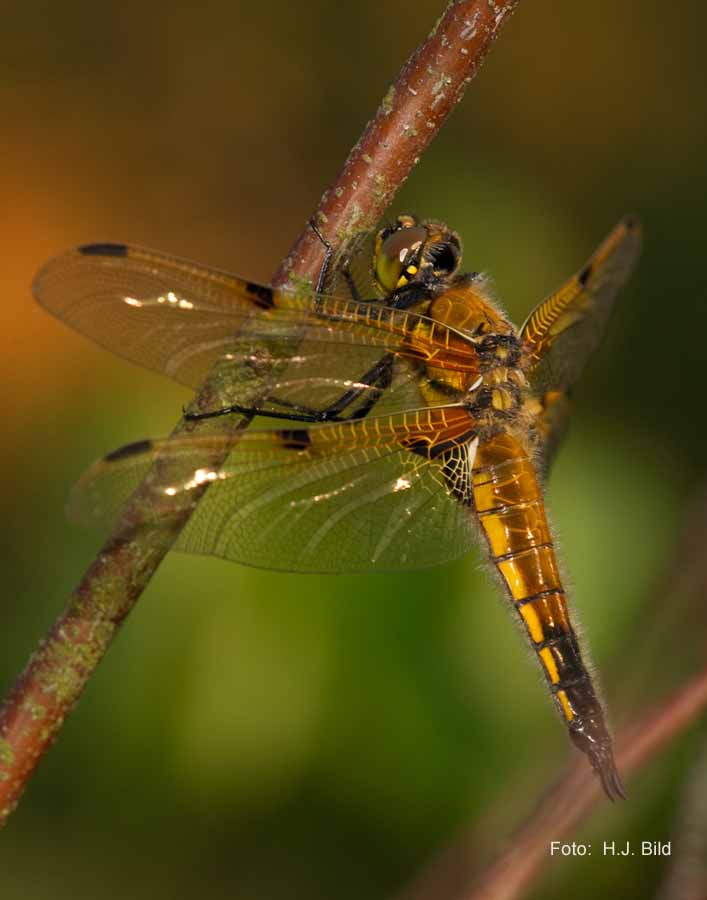 Libellen Makro-Fotografie