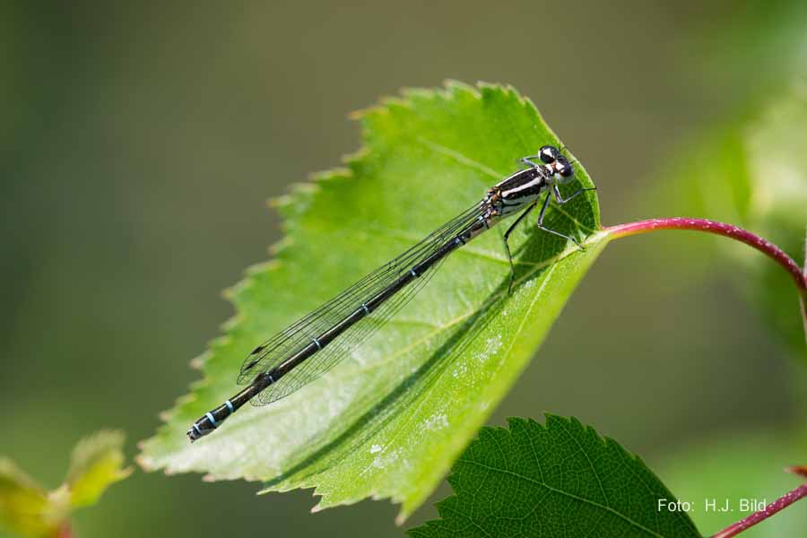 Libellen Makro-Fotografie