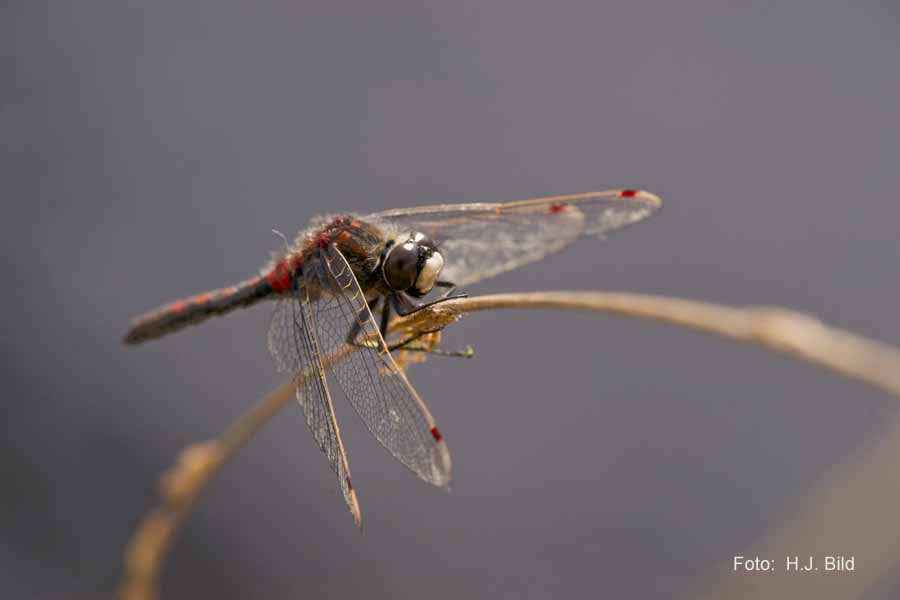 Libellen Makro-Fotografie