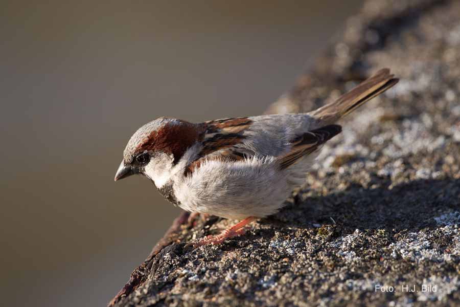 Fotografien von Vögeln