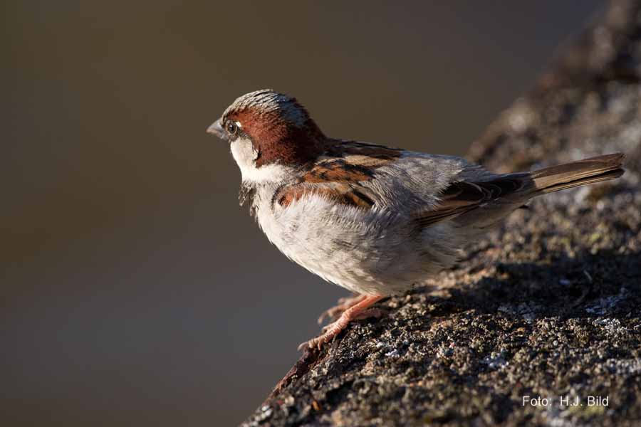 Fotografien von Vögeln