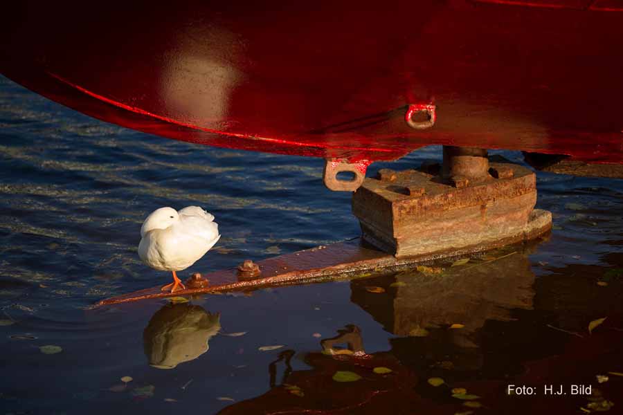 Fotografien von Vögeln