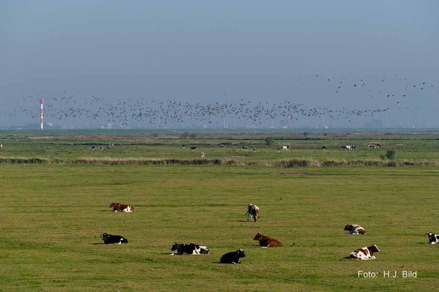 Fotografien von Vögeln