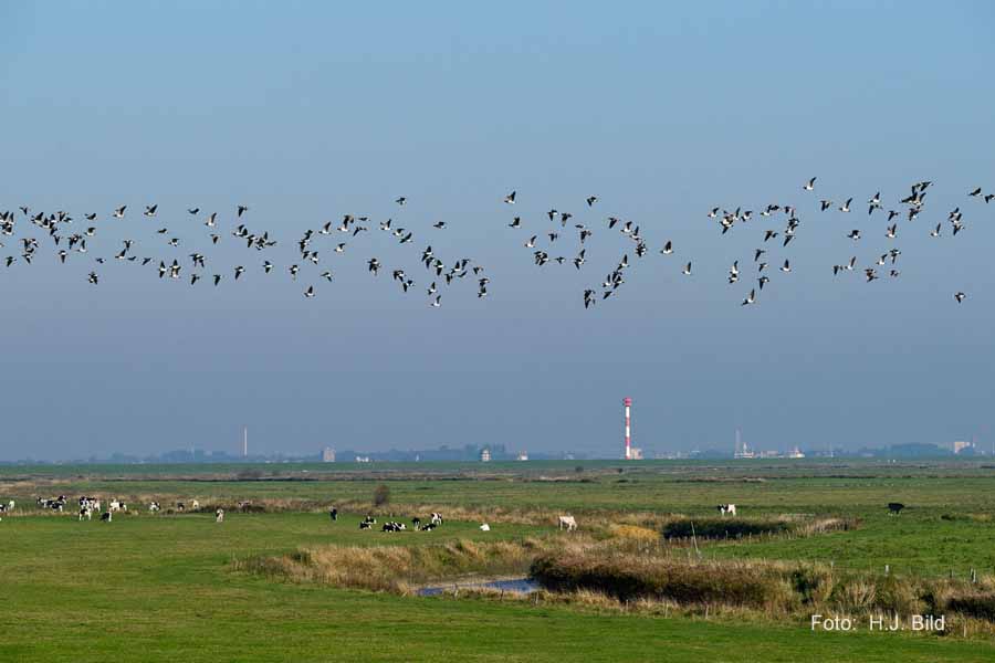 Fotografien von Vögeln