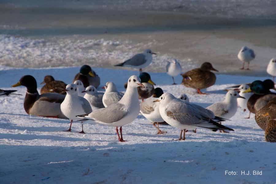 Fotografien von Vögeln