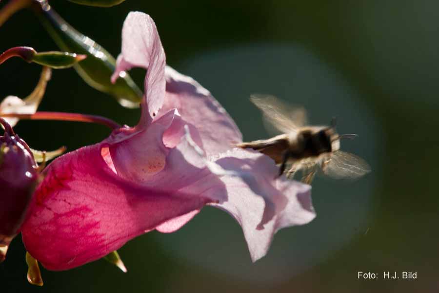Bienen in Aktion