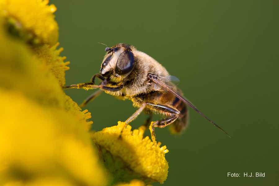 Bienen in Aktion