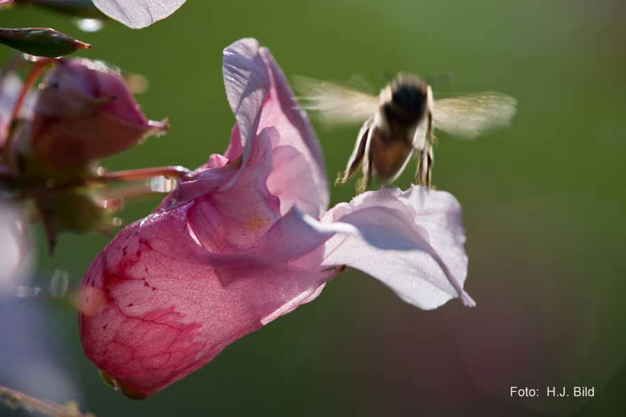 Welt der Bienen