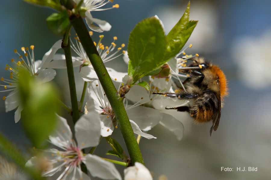 Welt der Bienen