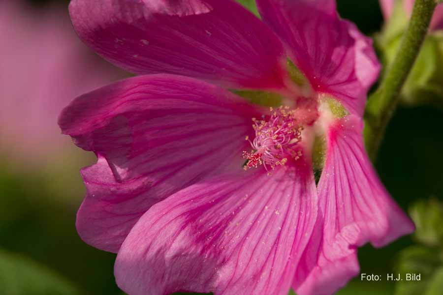 Blumen: Wunder der Natur