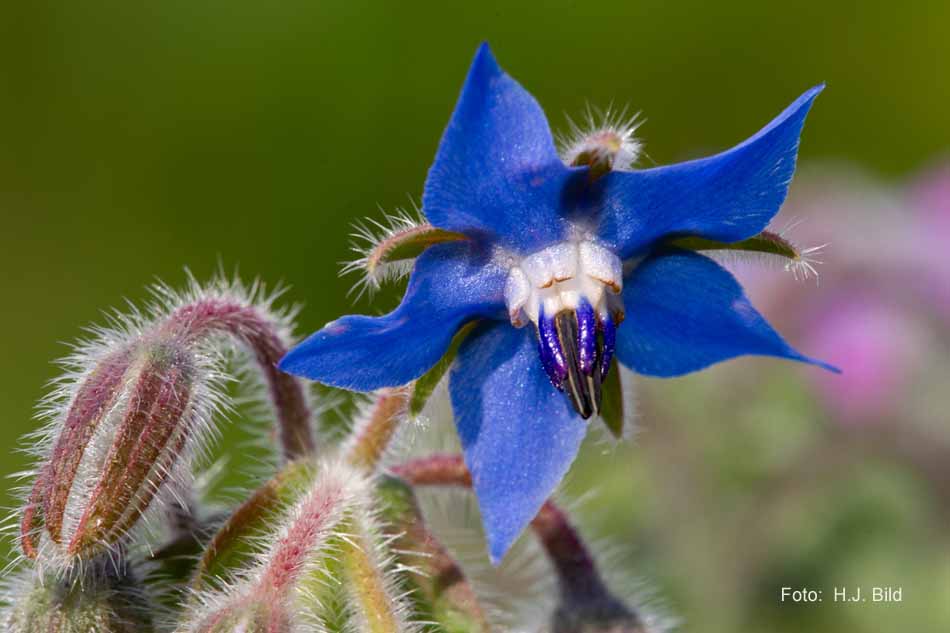 Schoenheiten der Natur