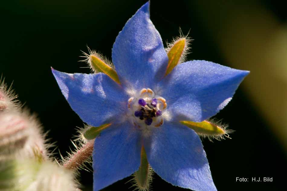 Schoenheiten der Natur